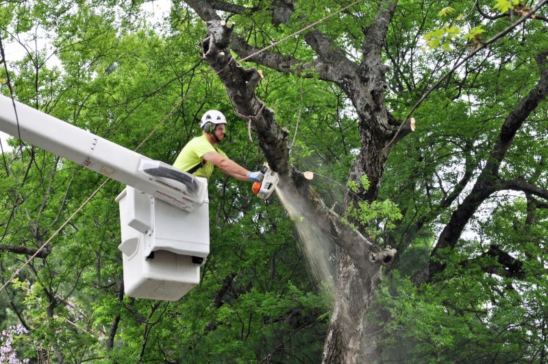Top Rated Tree Removal Equipment