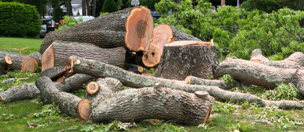 Large Tree Removal in Walnut Creek