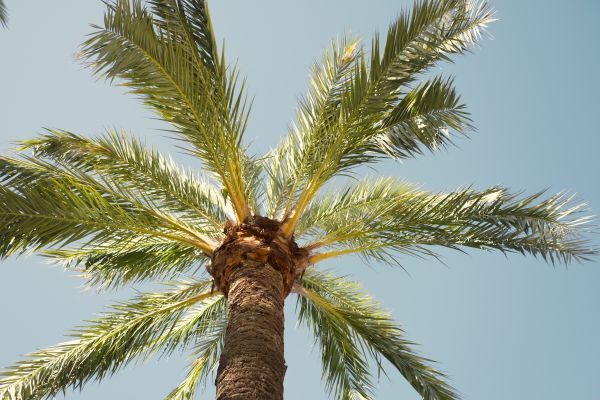 Palm Tree Removal in Walnut Creek