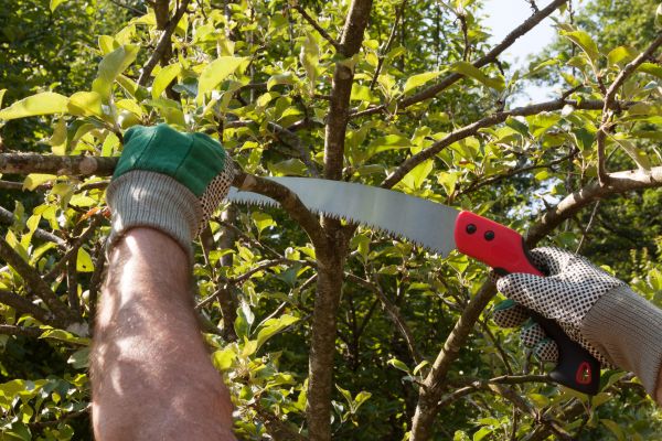 Small Tree Removal in Walnut Creek