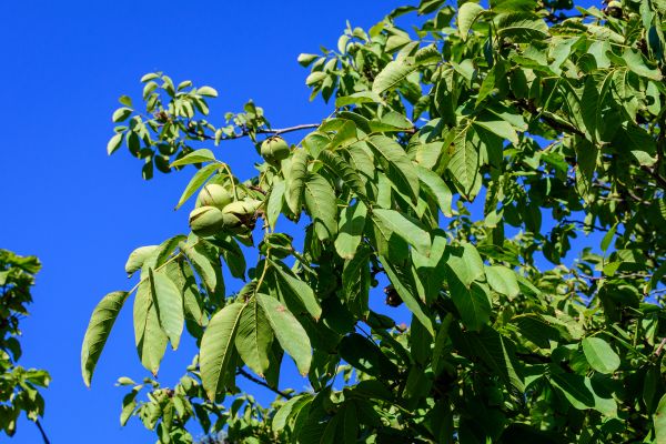 Walnut Tree Removal in Walnut Creek