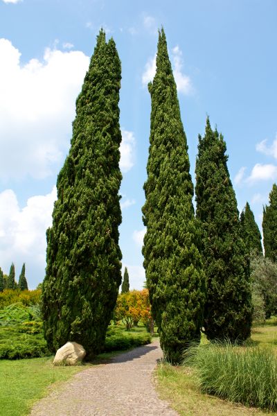 Cypress Tree Removal in Walnut Creek
