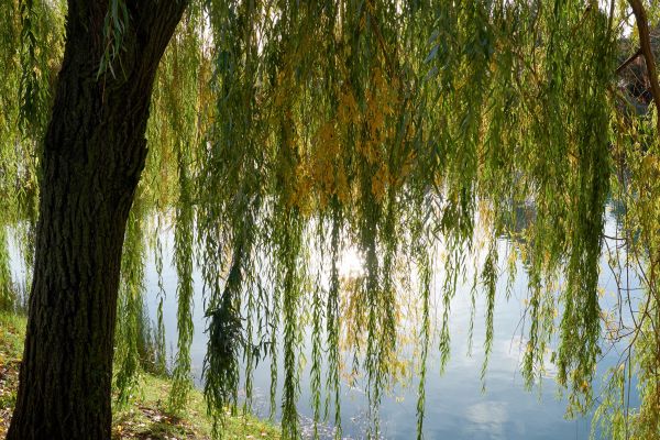 Willow Tree Removal in Walnut Creek