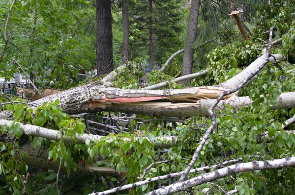 Birch Tree Removal in Walnut Creek
