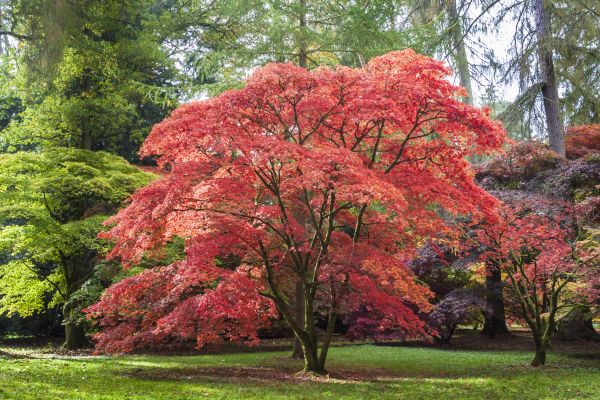 Maple Tree Removal in Walnut Creek
