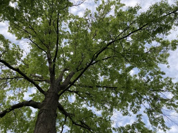 Oak Tree Removal in Walnut Creek