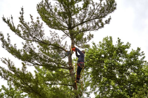 Pine Tree Removal in Walnut Creek