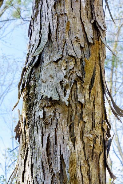 Hickory Tree Removal in Walnut Creek