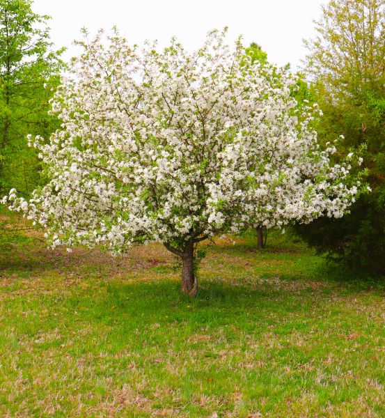 Dogwood Tree Removal in Walnut Creek