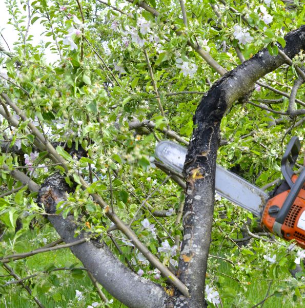 Apple Tree Removal in Walnut Creek