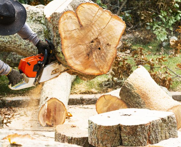 Tree Removal Service in Walnut Creek