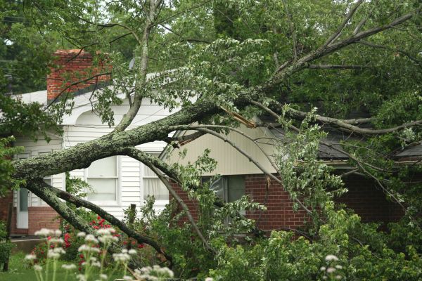 Emergency Tree Removal in Walnut Creek