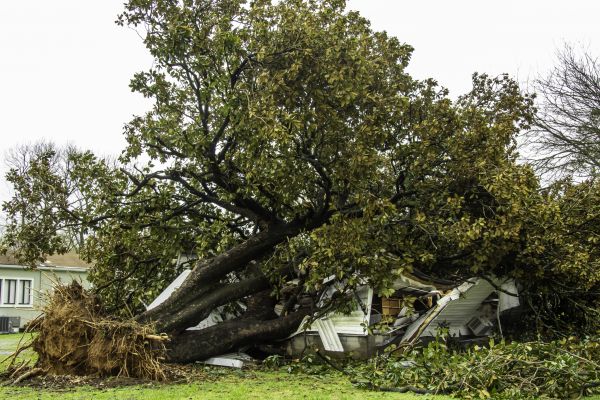 Fallen Tree Removal in Walnut Creek