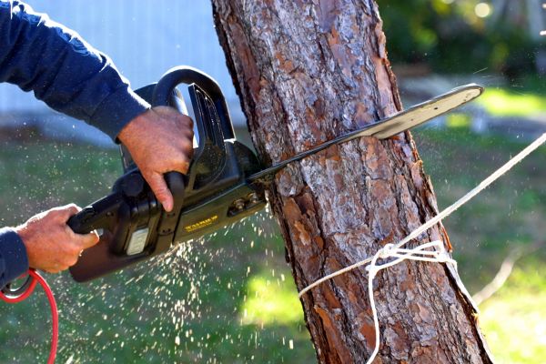 Dead Tree Removal in Walnut Creek