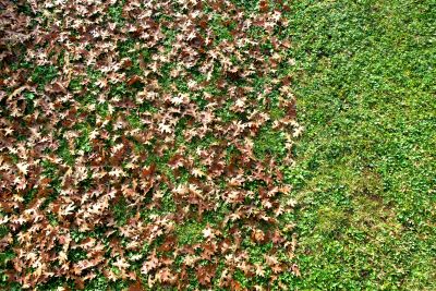 Seasonal Preparation