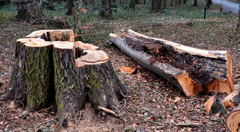 Tree Assessment