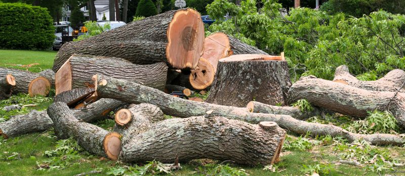 Tree Dismantling