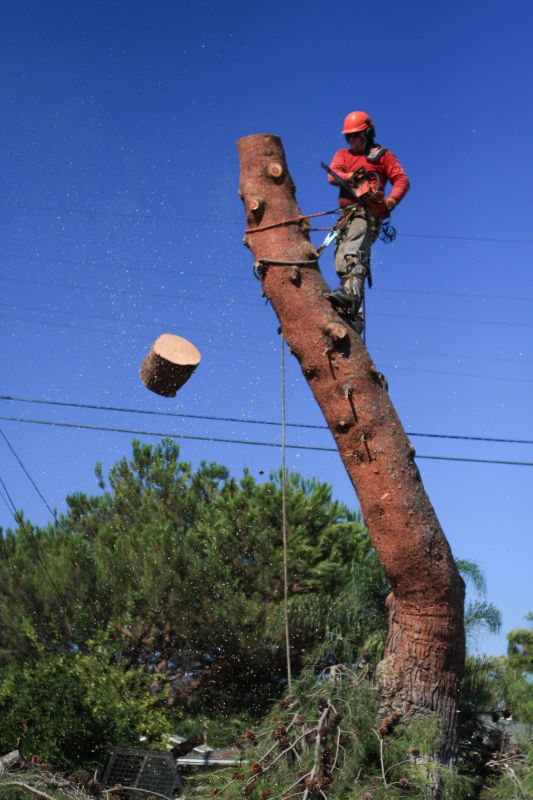 Tree Removal in Action
