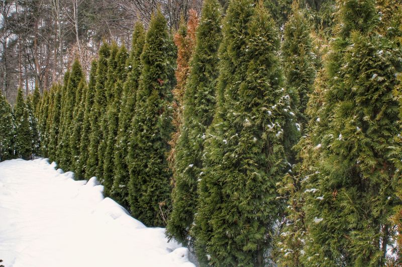 Winter Landscape