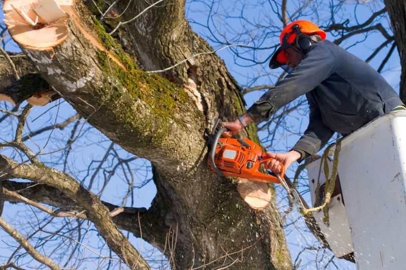 Land Clearing Services