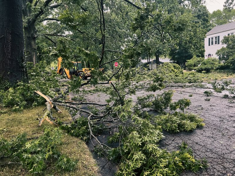 Pre-Storm Tree Maintenance
