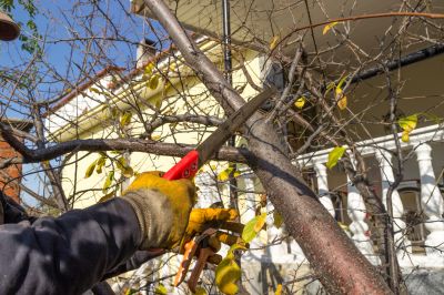 Spring Tree Removal Planning