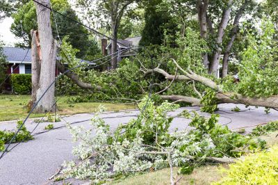 Emergency Tree Removal Readiness